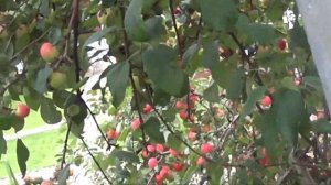 обзор  ранета заветное выращено в  сибири