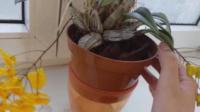 Dendrobium aggregatum смотреть онлайн