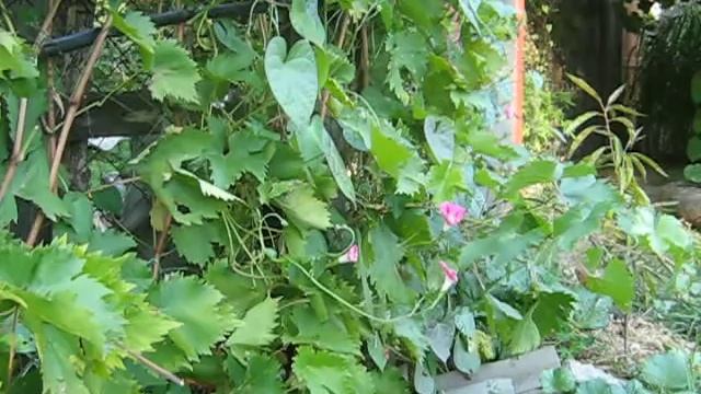 Виноград сорт Таир,тип Памяти Негруля но более устойчив смотреть онлайн