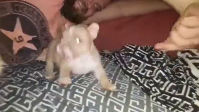 Мальчик Американского булли смотреть онлайн