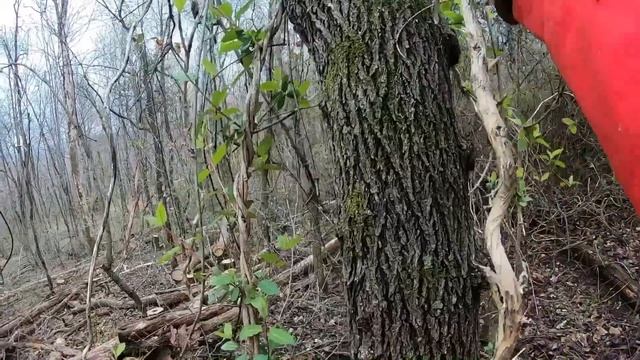 Removing Dead Trees on the Homestead With Chainsaw смотреть онлайн