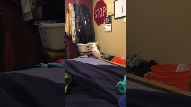 Ducorps Cockatoo : Game of socks смотреть онлайн