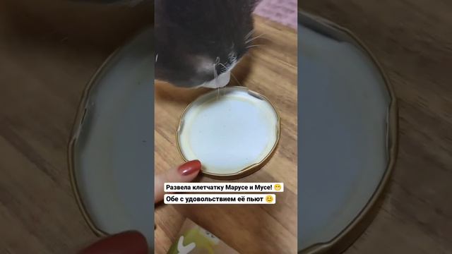 Даю кошке клетчатку, зачем? смотреть онлайн