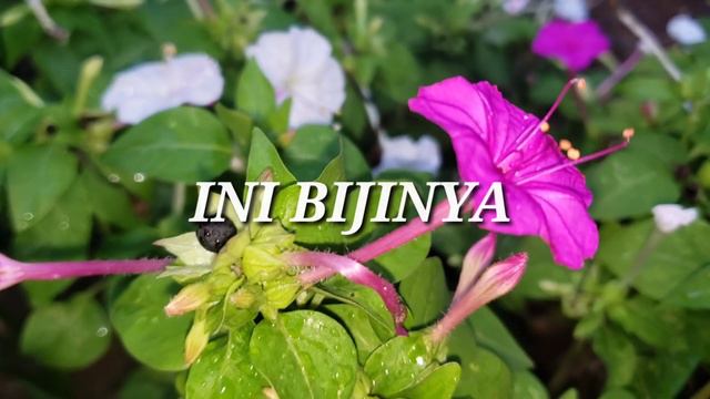 BUNGA PUKUL 4 / MIRABILIS JALAPA / FOUR O'CLOCK FLOWERS смотреть онлайн