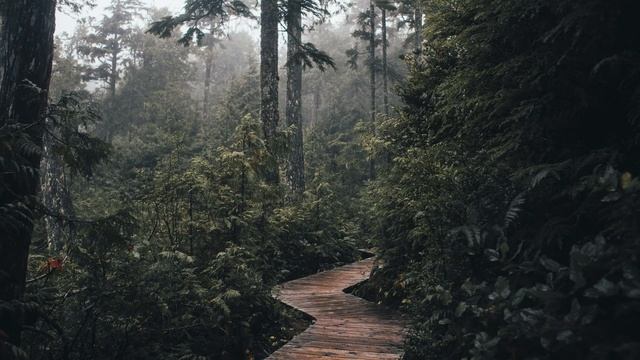 Звуки природы - ночь в тропическом лесу смотреть онлайн