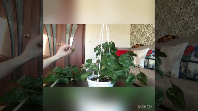 Осенняя обрезка плющелистных пеларгоний. смотреть онлайн