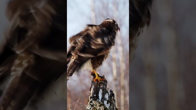 COMMON BUZZARD - Канюк обыкновенный смотреть онлайн