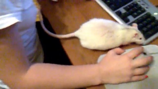 Ручная белая крысаManual blanching rat