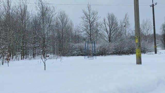 хвойные деревья в белорусской деревне. Conifers In A Belarusian Village