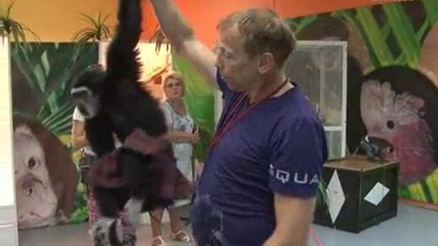 выставка животных смотреть онлайн