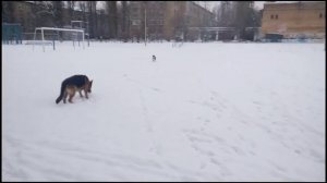 Хаски и Овчарка играются /Siberian Husky and German Shepherd