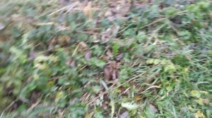 ежевика Блек Даймонд и Холлс Бьюти отправляю на зимовку без укрытия