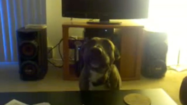 Собачка – мямля  