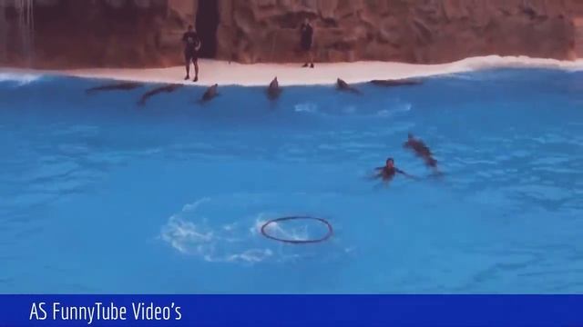Dolphin Playing | Bottlenose Dolphin Playing Compilation - Dolphins Dance смотреть онлайн