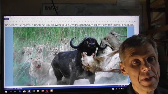 Кошачьи-от кого они произошли? смотреть онлайн