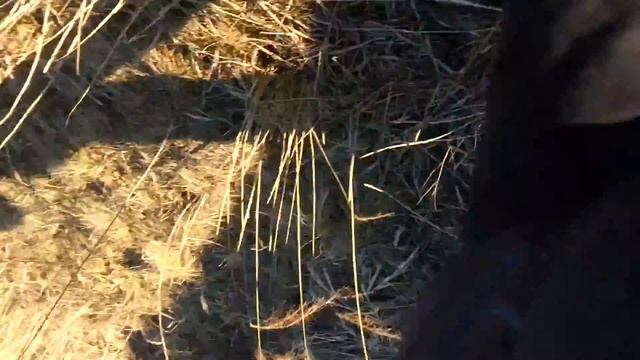 20150316 171208 водохранилище Лошица, парк Белая дача, Минск, HD смотреть онлайн