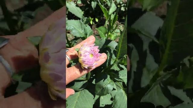 Георгины Эвелин.Зацветаю середине Июня.