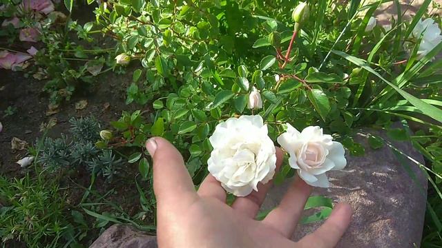 Обзорчик моих цветов на 24 июня 2019 г.