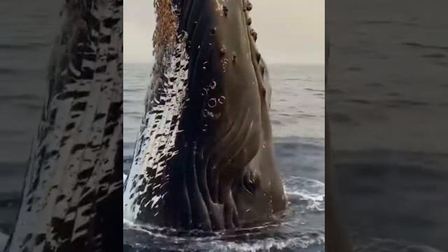 Огромный кит вынырнул из воды возле лодки / A huge whale emerged from the water near the boat смотреть онлайн
