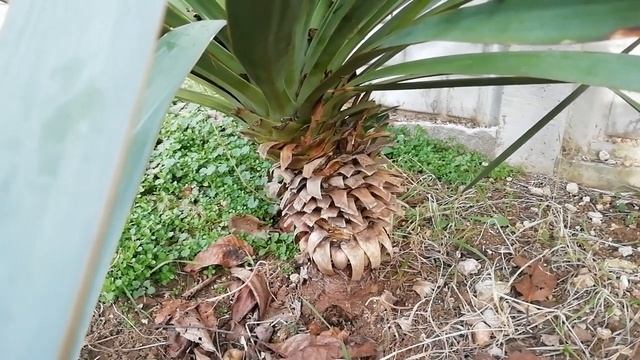 юкка декоративное растение