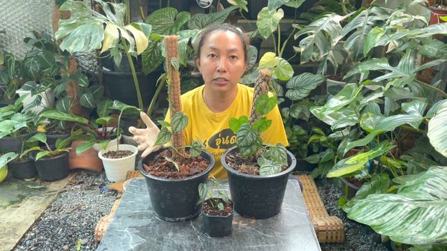 Philodendron Brandtianum และ Philodendron Brandtianum Wild Form ฟิโลใบเงิน | สวนอุ่นดิน