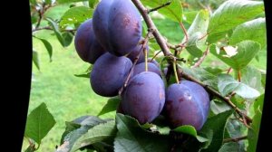 Как пересадить сливу