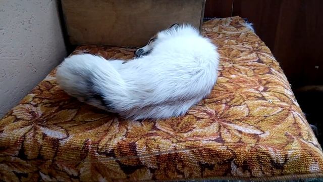 Лисички Алиса и Харли. Танец лисьих хвостиков. смотреть онлайн