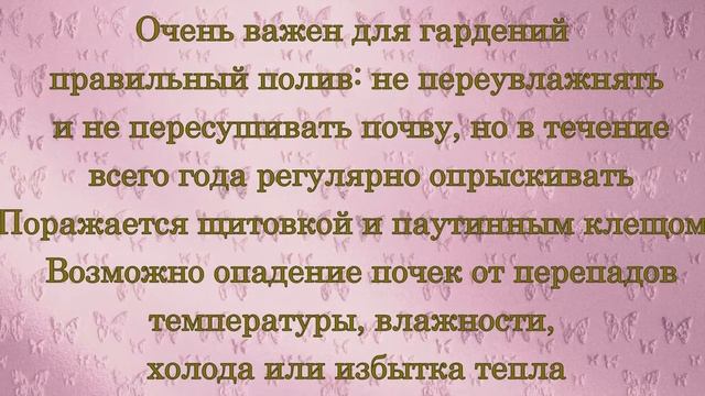 Гардения ( Gardenia ) уход и полив