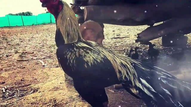 Aseel java long tail смотреть онлайн