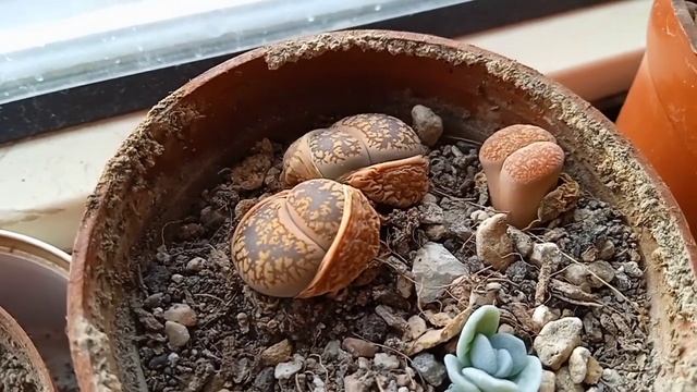 Весна. Нооруз. Первые бутоны на кактусах. Линька литопсов. смотреть онлайн