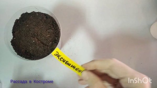 Лук эксибишен от посева до всходов 🧅The onion is exibishen