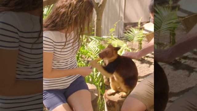 Torembi the Goodfellow’s Tree Kangaroo смотреть онлайн