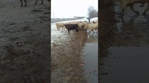 Бычки наша гордость!Аулиеколь? и Герефорд?готовы на забой!?