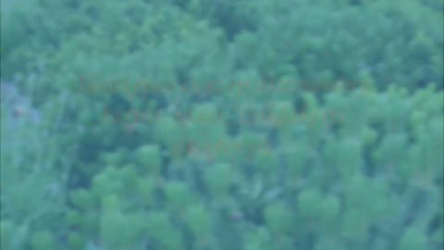 Pumilio törpefenyő (Pinus mugo var. pumilio) - videó képekben смотреть онлайн
