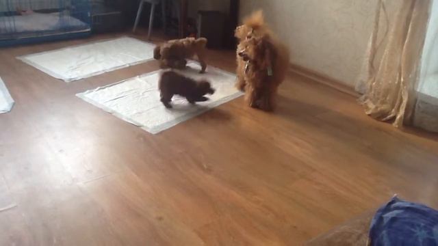 Apr 21, 2014 потому что мы банда-2 смотреть онлайн