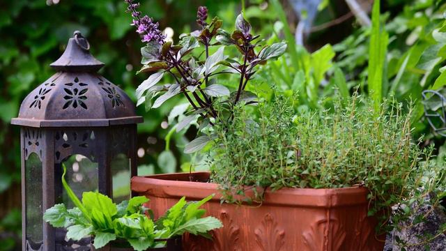 Базилик: выращивание, применение и полезные свойства