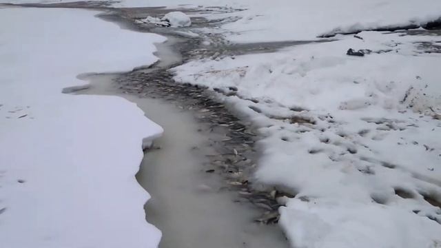 Рыбалка. Загар. Мор рыбы. Сургут. река Обь. смотреть онлайн