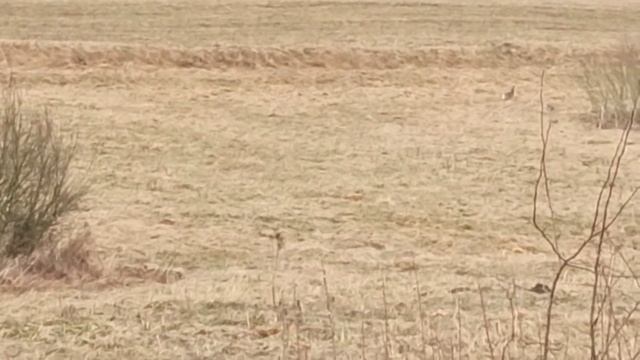 Заячья свадьба смотреть онлайн