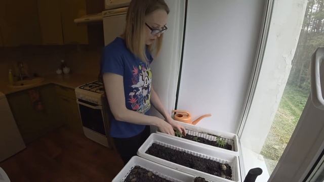 Выращивания помидоров на подоконнике ! смотреть онлайн