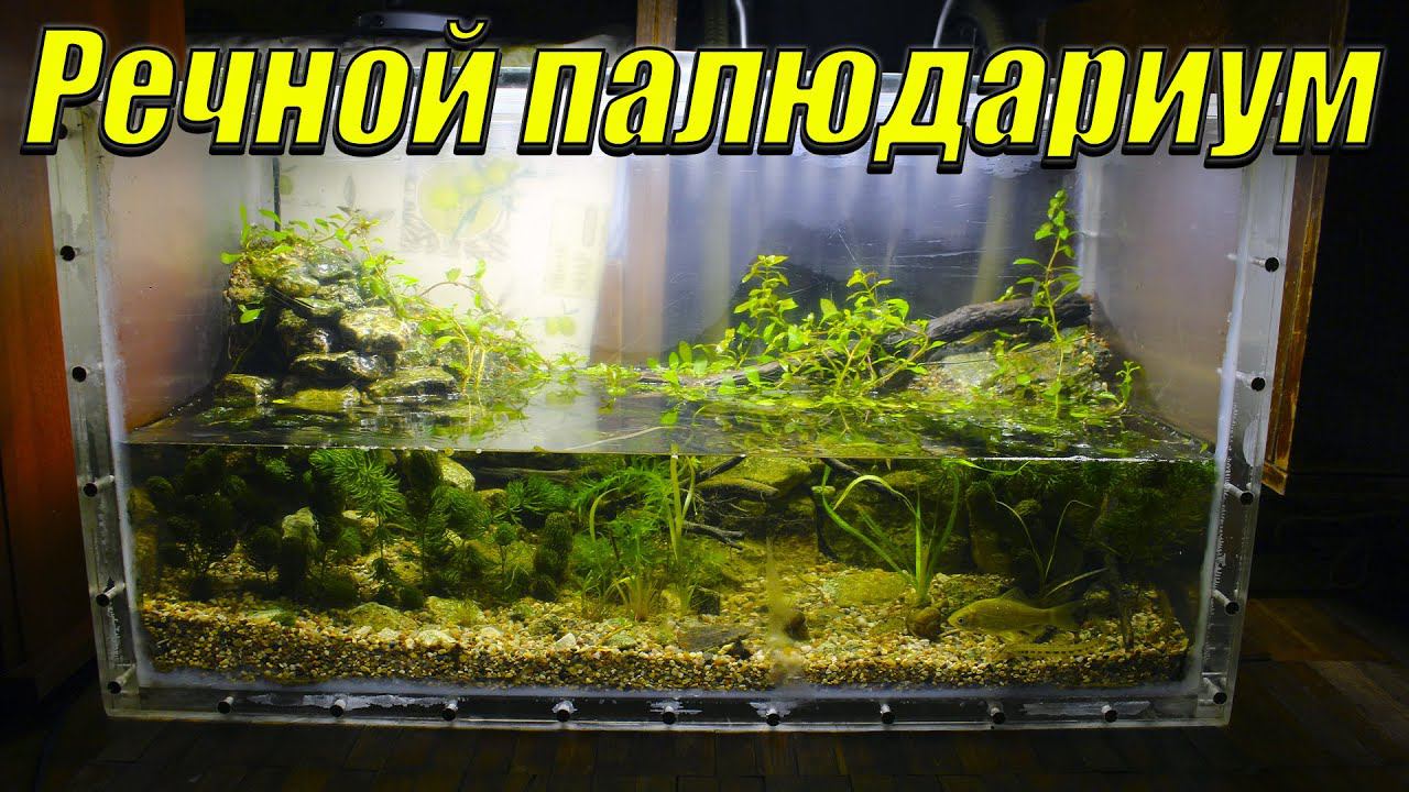 Речные рыбы в палюдариуме! Подмена воды и чистка палюдариума с речными рыбками. смотреть онлайн