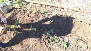 Пересадка клубники(земляники)весной