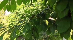 Черешня Ленинградская черная. Как растёт и плодоносит в Подмосковье.