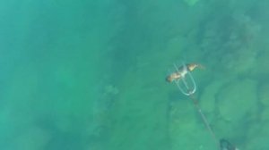 Как я ловлю черноморских крабов краснюков