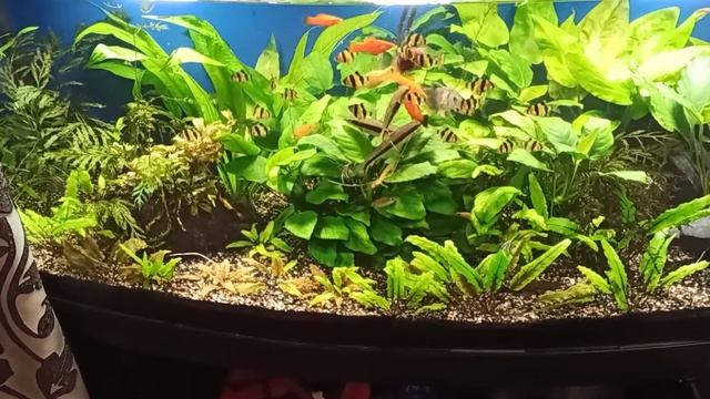 Кормление Барбусов мотылëм. Барбусы суматранские. Барбус Шуберта. Барбус огненый смотреть онлайн