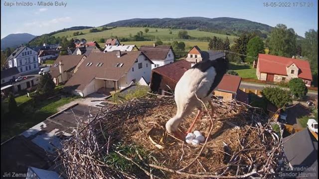 Pokračování v boji s větví,ale nakonec se podaří 18 5 22 смотреть онлайн