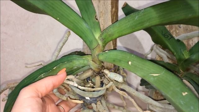 Ванды и ринхостилисы. Уход и содержание в домашних условиях.