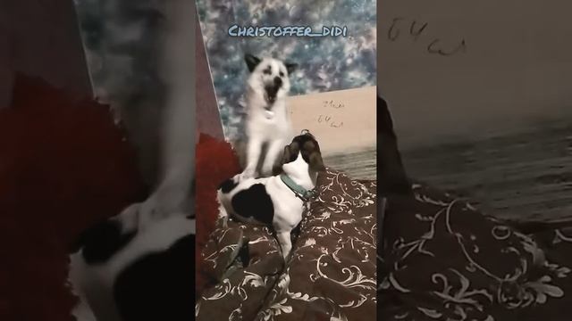 Нападение лисы на Джек Рассела/домашняя лиса Киев/ pet fox смотреть онлайн