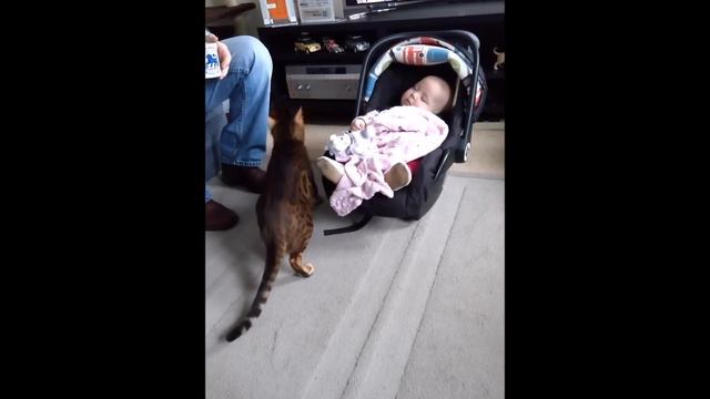 Bengal Cat: Meet a Baby First Time смотреть онлайн