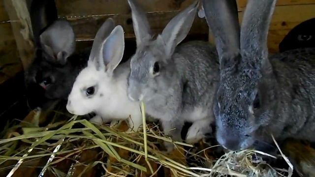 Можно ли кроликам ветки | какие ветки давать кроликам | веточный корм | КРОЛИКОВОДСТВО смотреть онлайн