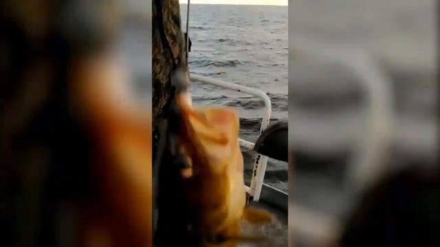 Рыбалка на треску в Кандалакшском заливе смотреть онлайн